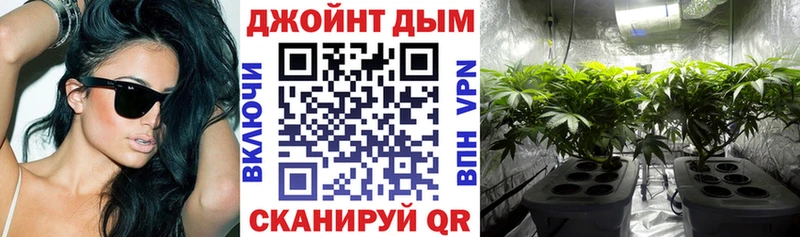 наркотики  Тогучин  Каннабис сатива 